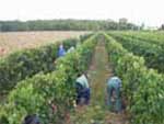 Vendanges dans le vignoble...