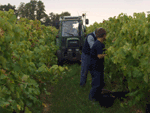 Vendanges dans le vignoble...