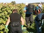 Vendanges en cours