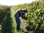 Vendangeur au travail