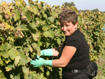 Vendangeuse au travail